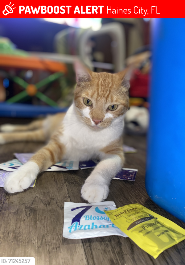 Lost Male Cat last seen Hinson avenue, Haines City, FL 33844