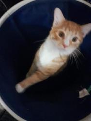 Lost Male Cat last seen Adkins and delos st., St. Louis, MO 63116
