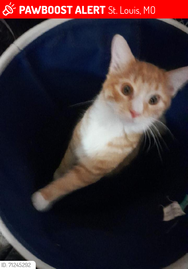 Lost Male Cat last seen Adkins and delos st., St. Louis, MO 63116