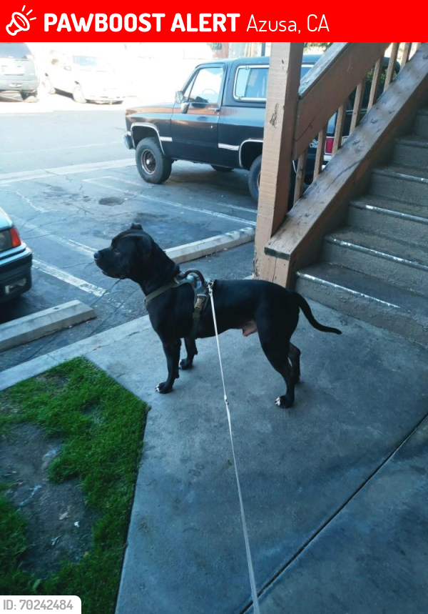 Lost Male Dog last seen Vincent and Gladstone ave, Vincent, CA 91722