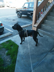 Lost Male Dog last seen Vincent and Gladstone ave, Vincent, CA 91722
