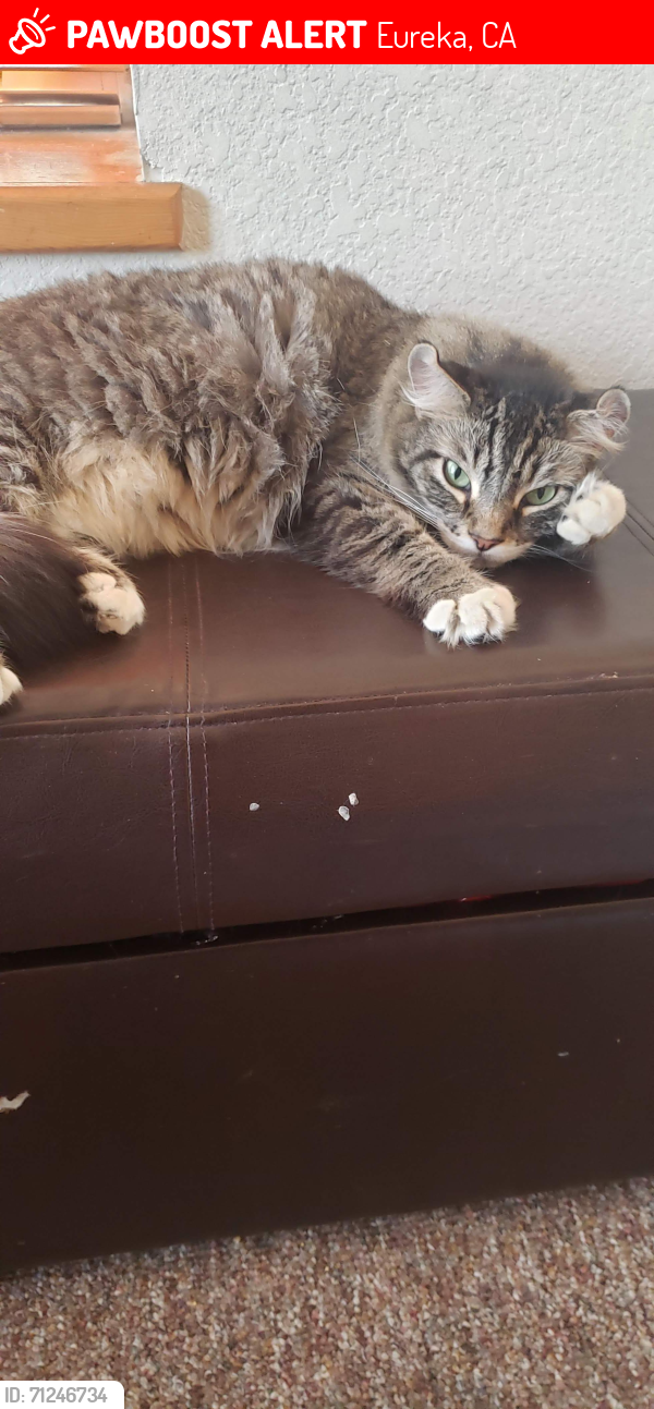 Lost Female Cat last seen Between Union St. and Summer St., Eureka, CA 95501