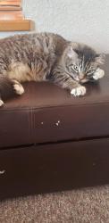 Lost Female Cat last seen Between Union St. and Summer St., Eureka, CA 95501
