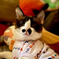 Lost Female Cat last seen Settlers Pass Dos Vistas Agua de Vida , Las Cruces, NM 88012