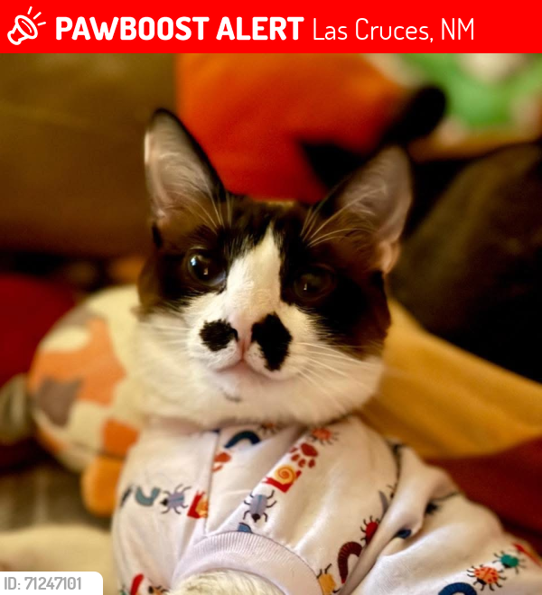 Lost Female Cat last seen Settlers Pass Dos Vistas Agua de Vida , Las Cruces, NM 88012