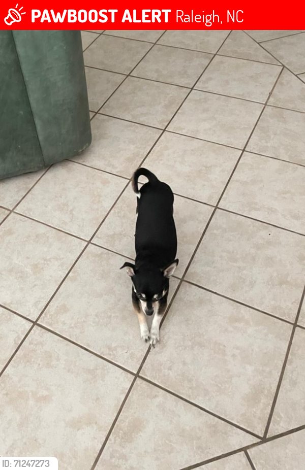 Lost Female Dog last seen Near W Braswell Dr, Las Vegas, NV 89128, Raleigh, NC 27601