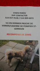 Lost Unknown Dog last seen Vanier College / Fire station on St-Germain, Montréal, QC H4L 3R7