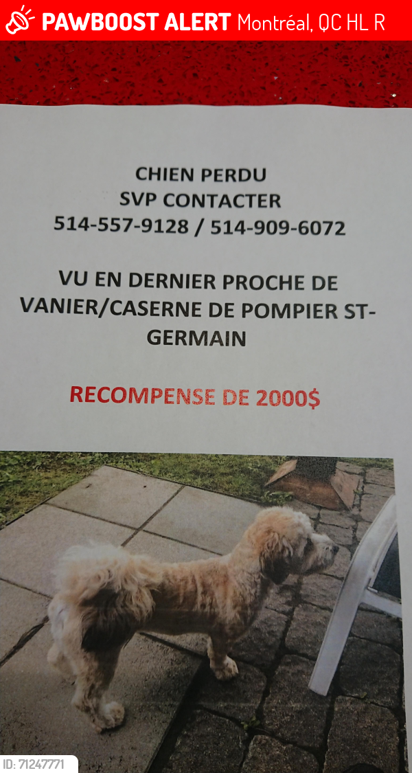 Lost Unknown Dog last seen Vanier College / Fire station on St-Germain, Montréal, QC H4L 3R7