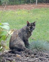 Lost Female Cat last seen E. Sheraton and Lancelot Dr, Pleasant Garden, NC 27313
