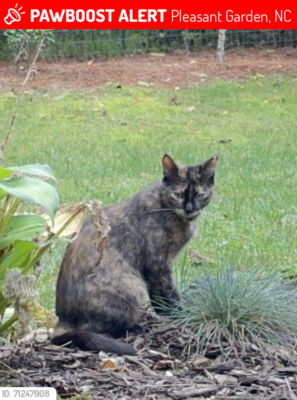 Lost Female Cat last seen E. Sheraton and Lancelot Dr, Pleasant Garden, NC 27313