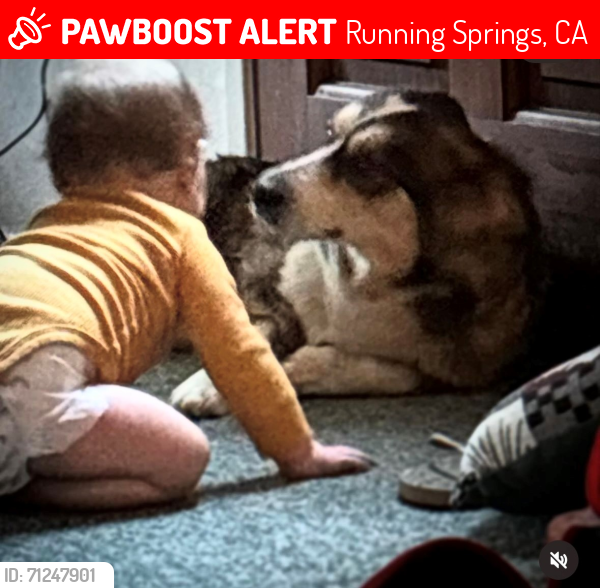 Lost Female Dog last seen barstow, california, Running Springs, CA 92382