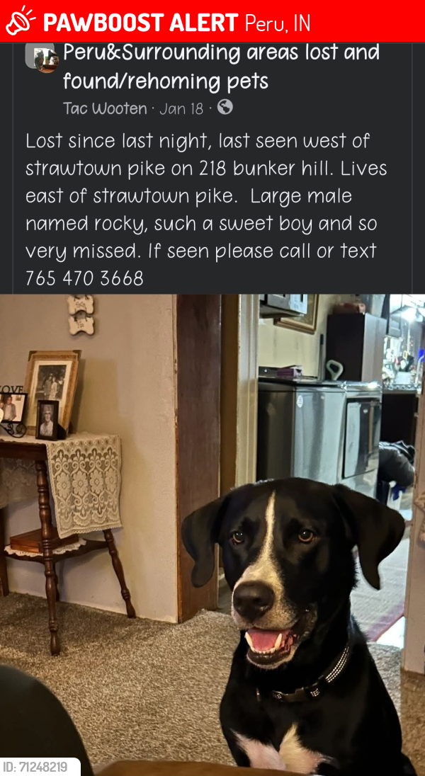 Lost Male Dog last seen Strawtown Pike & 500 S , Peru, IN 46970