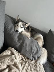 Lost Female Dog last seen Sandridge road, Hubert, NC 28539