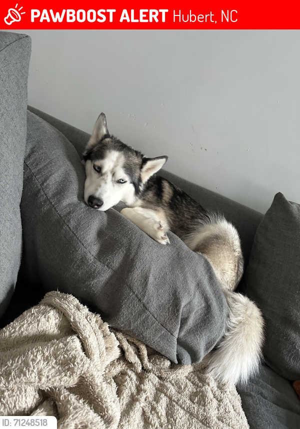 Lost Female Dog last seen Sandridge road, Hubert, NC 28539