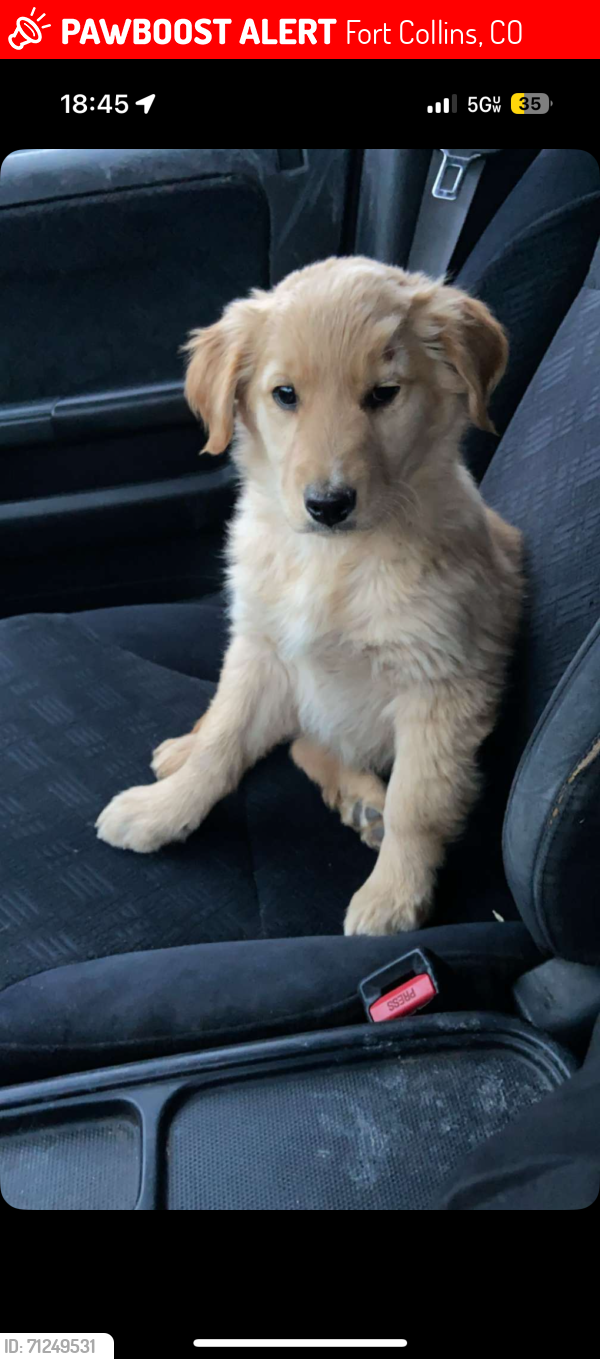 Lost Female Dog last seen 287, Shields , Fort Collins, CO 80527