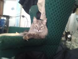 Lost Female Cat last seen Coleman Highlands 31st southwest traffic way , Kansas City, MO 64111