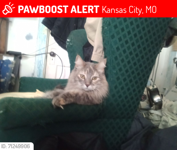 Lost Female Cat last seen Coleman Highlands 31st southwest traffic way , Kansas City, MO 64111