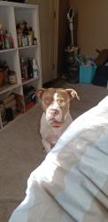 Lost Female Dog last seen Shell Station @ one end of Amelia, & Dog Groomers @ other end, near Jewella 71108, Shreveport, LA 71108