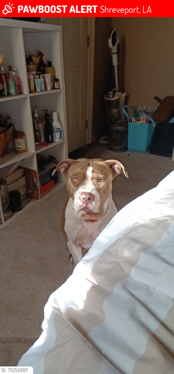 Lost Female Dog last seen Shell Station @ one end of Amelia, & Dog Groomers @ other end, near Jewella 71108, Shreveport, LA 71108