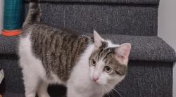 Lost Male Cat last seen Near 15th Wolf. Right across from Simmons animal hosp , Philadelphia, PA 19145