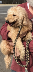 Reunited Female Dog last seen Wimberly Way, Georgia 30127, USA, Paulding County, GA 30127
