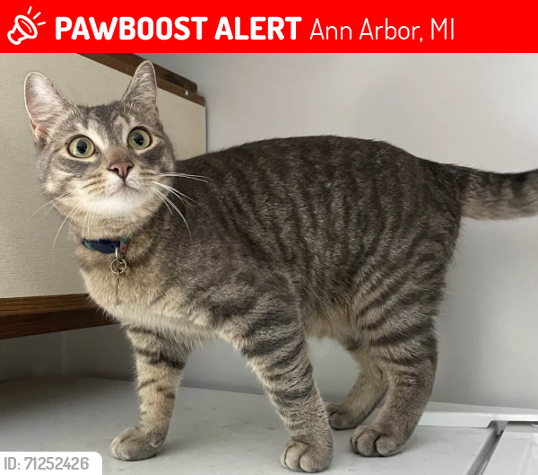Lost Male Cat last seen East William St and East Jefferson St,, Ann Arbor, MI 48104