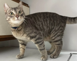 Lost Male Cat last seen East William St and East Jefferson St,, Ann Arbor, MI 48104