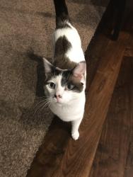 Lost Male Cat last seen Near s 2900 e, St. George, UT, St. George, UT 84790