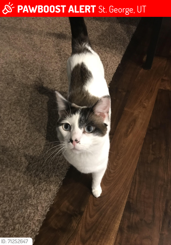 Lost Male Cat last seen Near s 2900 e, St. George, UT, St. George, UT 84790
