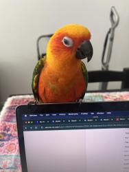 Lost Male Bird last seen Smoke Ranch rd /torrey pines , Las Vegas, NV 89108