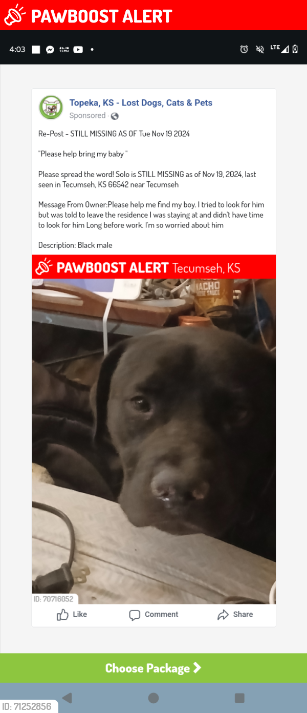 Lost Male Dog last seen Shadden Rd Tecumseh Ks, Tecumseh Township, KS 66542