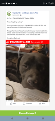 Lost Male Dog last seen Shadden Rd Tecumseh Ks, Tecumseh Township, KS 66542