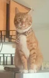 Lost Male Cat last seen Quality Inn Motel Dr & 140, Merced, CA 95341