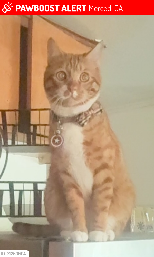 Lost Male Cat last seen Quality Inn Motel Dr & 140, Merced, CA 95341