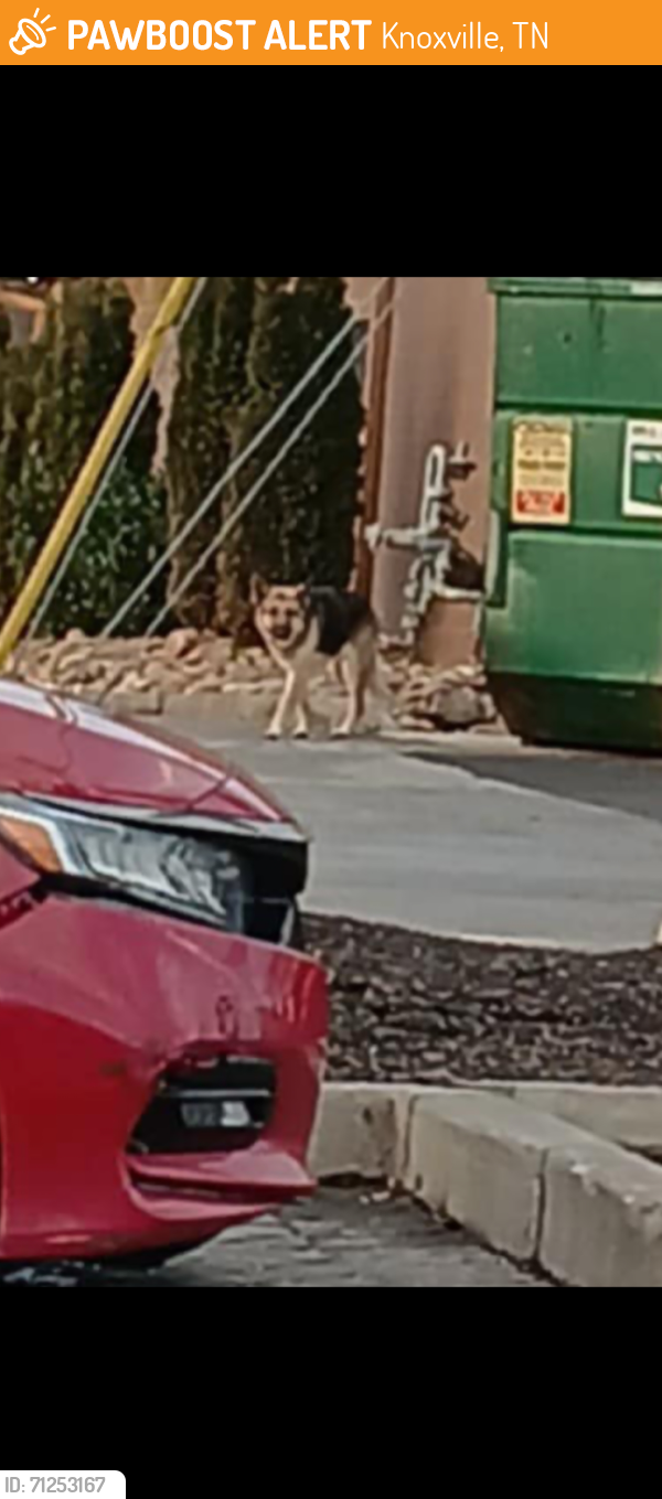 Found/Stray Unknown Dog last seen Texas roadhouse east town , Knoxville, TN 37924