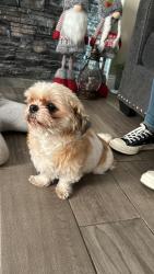 Lost Female Dog last seen Coaca community s, Coachella, CA 92236