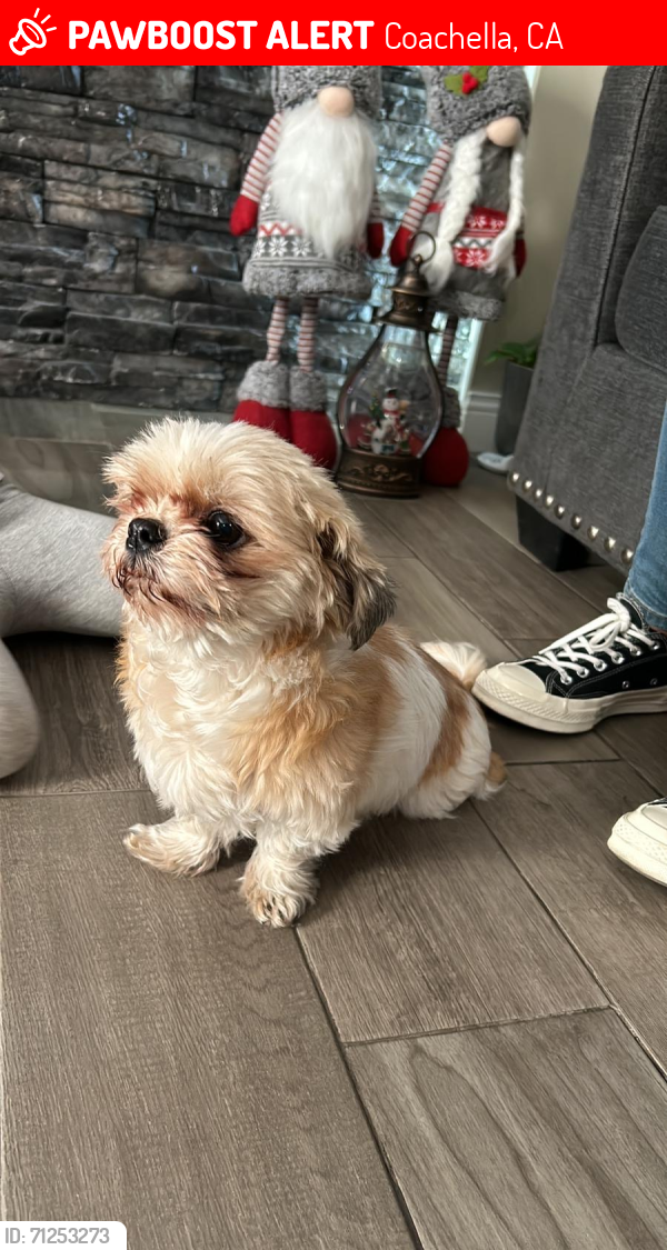 Lost Female Dog last seen Coaca community s, Coachella, CA 92236