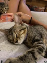 Lost Female Cat last seen Between Granberry Elementary School and Crieve Hall Elementary School, Nashville, TN 37220