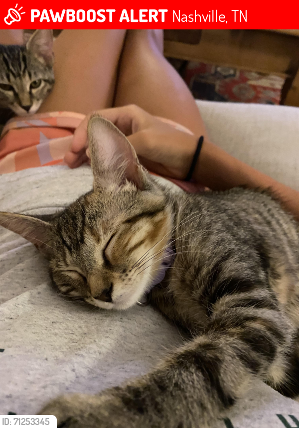 Lost Female Cat last seen Between Granberry Elementary School and Crieve Hall Elementary School, Nashville, TN 37220