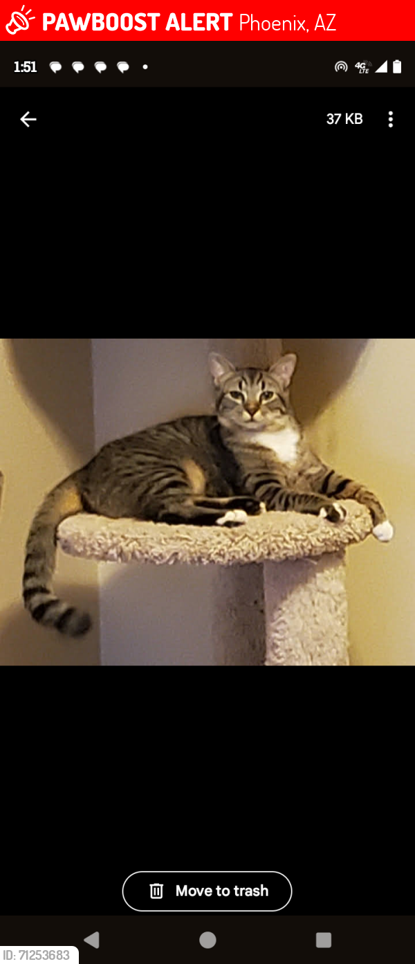 Lost Female Cat last seen 28th Street Greenway Rd, Phoenix, AZ 85032