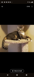 Lost Female Cat last seen 28th Street Greenway Rd, Phoenix, AZ 85032