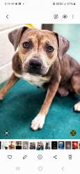 Lost Female Dog last seen Overton crossong, Memphis, TN 38127