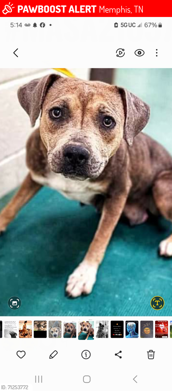 Lost Female Dog last seen Overton crossong, Memphis, TN 38127