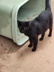 Lost Male Cat last seen Scottsdale Rd and Roosevelt St, Scottsdale, AZ 85257