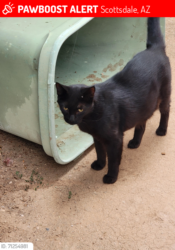 Lost Male Cat last seen Scottsdale Rd and Roosevelt St, Scottsdale, AZ 85257