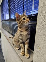 Lost Female Cat last seen Valencia & Cinema Dr or work at Railroad and Mgc Mtn, Santa Clarita, CA 91355
