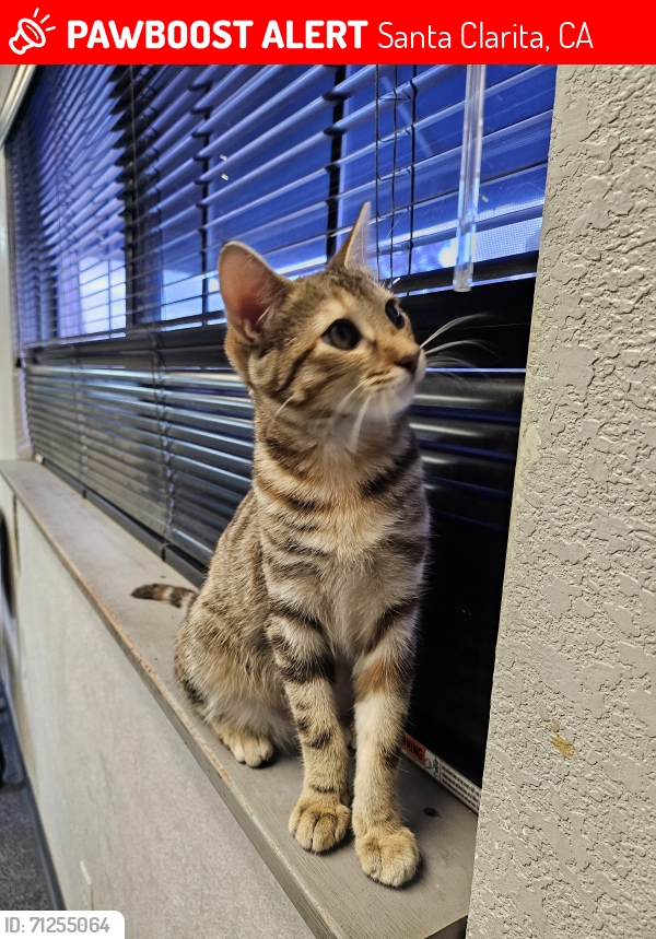 Lost Female Cat last seen Valencia & Cinema Dr or work at Railroad and Mgc Mtn, Santa Clarita, CA 91355