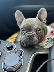 Lost Female Dog last seen 73rd and L-8, Lancaster, CA 93536