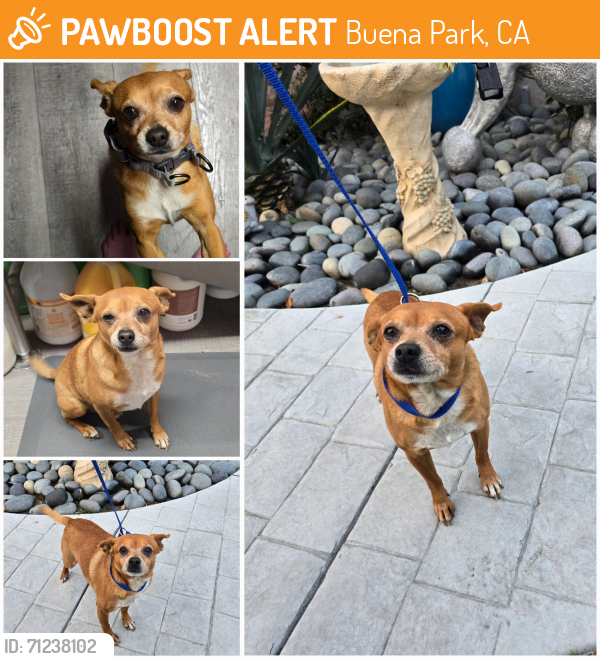 Rehomed Male Dog last seen Flower Tract, near Dale and La Palma in Buena Park, Buena Park, CA 90620