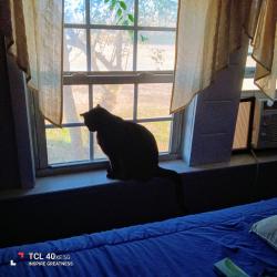 Lost Female Cat last seen Piney Grove Church Rd Kenly NC 27546, Kenly, NC 27542